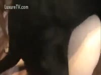 Black pooch permeates his owner's love tunnel